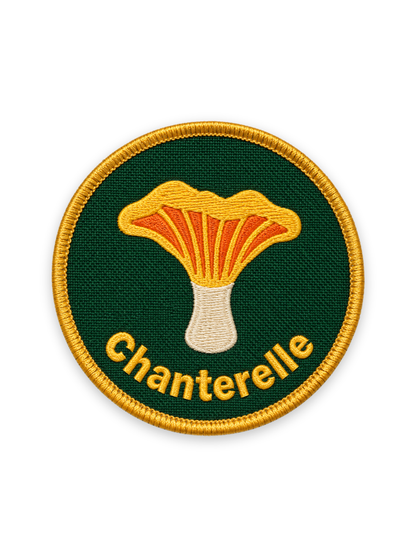 Chanterelle Mushroom Patch Photo